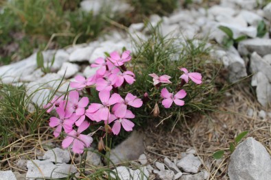 Dianthus freynii: Mt. Prenj